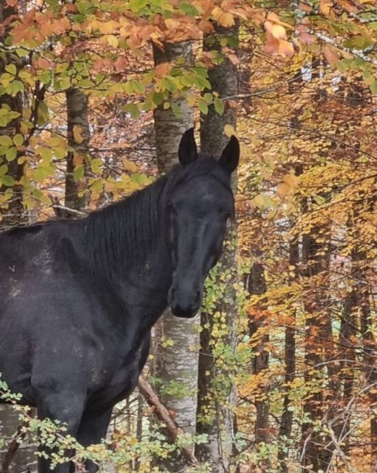2025-Layyk portrait un portrait de notre jeune étalon Akhal Teke de pur sang Layyk