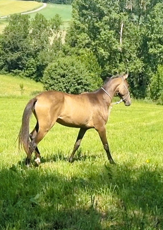Ozalla